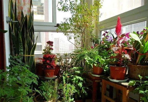 想让家里的阳台美成 小花房 ,布局不能乱,这 几种 植物要养