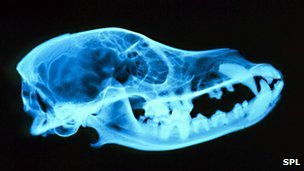 狗为什么喜欢啃骨头 研究称可追溯到800万年前 
