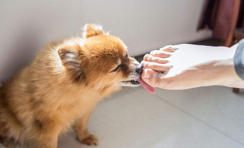 狗狗为什么喜欢舔主人的手和脚 含义有很多,但都表示喜欢你