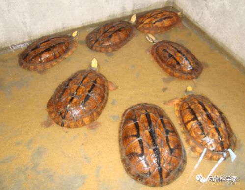 乌龟防治腐皮烂甲最有效的土办法