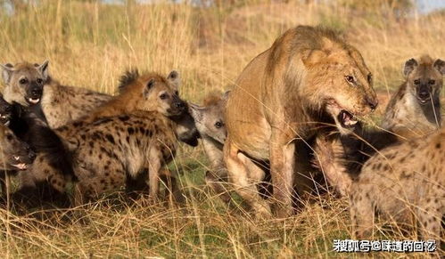 鬣狗经常骚扰狮群,为何狮子对它只是杀而不吃