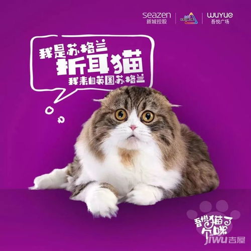 汉中吾悦广场首届国际名猫展将于1月18日 2月1日举行
