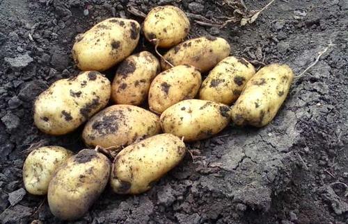 发芽的土豆还能吃吗 原来这么多年我都误解了,记得告诉家里人