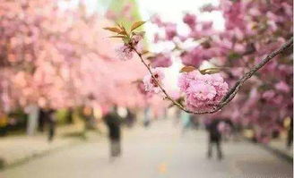 在这樱花的季节竟然还有比武大美的9所大学, 要不要一起约起来 