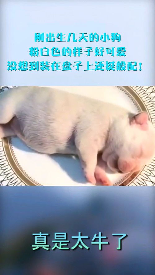 刚出生几天的小狗,粉白色的样子好可爱,没想到装在盘子上还挺般配 