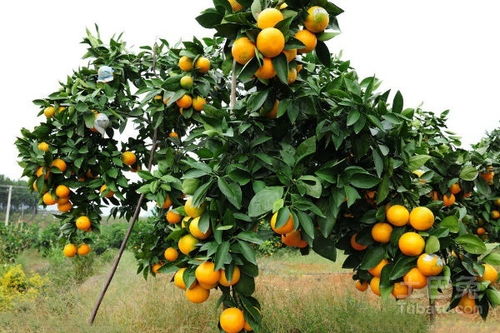 橙子树种植要点有哪些