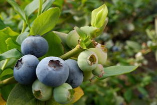 蓝莓哪个品种好,耐寒最甜的蓝莓品种？