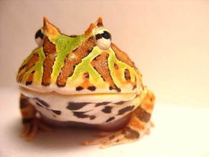 内蒙古首次截获来自台湾新竹44只活体蛙类,寄件人称是模型