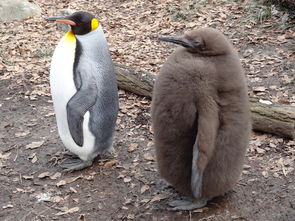 王企鹅,鸟,不会飞,小企鹅,喙,野生动物,动物园,黑色和白色 