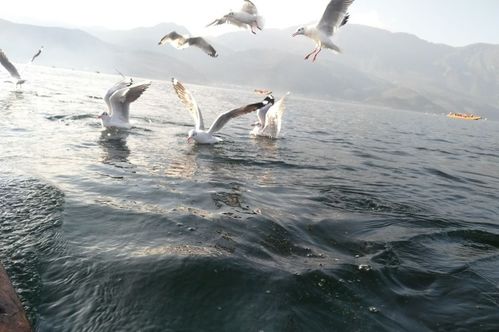 浙江到云南旅游团(从浙江到云南旅游)