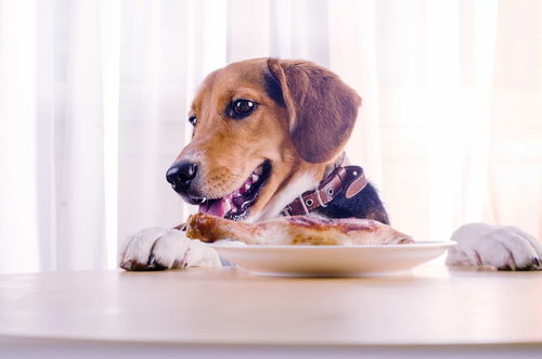狗狗最近没有食欲,这八个影响狗狗食欲的原因,主人要自行判断