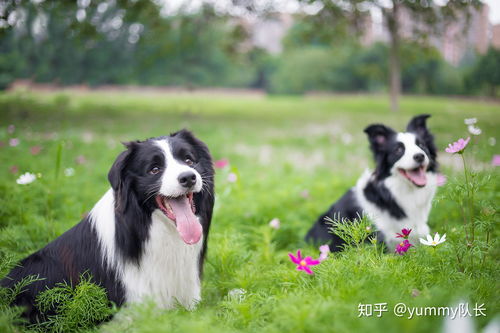 狗狗为什么垂耳朵