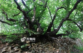 临沂这个小山村长着数十株百年樱桃树