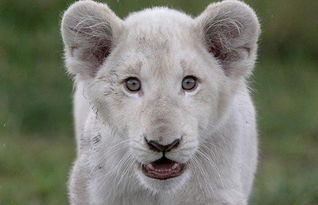 漂亮的小白狮 