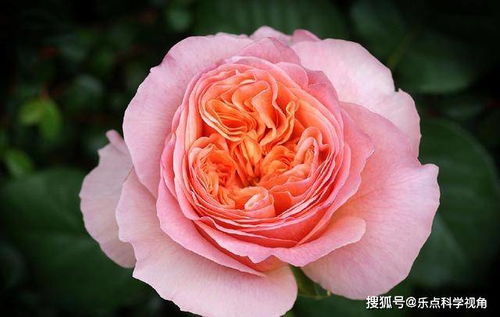 世界上最香的玫瑰TOP榜,其中有一种以林肯先生命名的香艳玫瑰