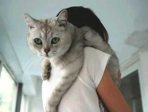 今天你会抱猫了吗 关于抱猫的正确姿势详解