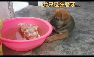 小土狗趴在冻肉旁,先假装磨牙后来喝水,最后忍不住还是偷吃了