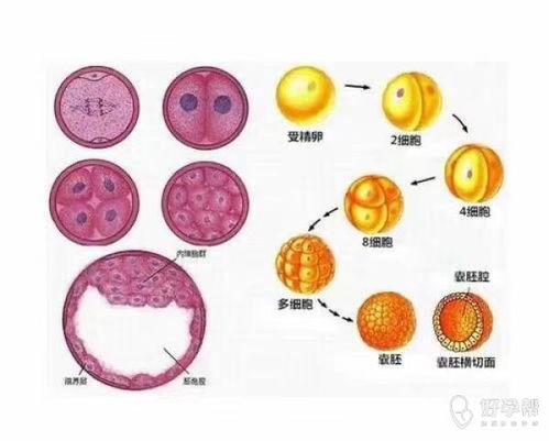 好运健康 三代试管养囊报告里的AA,AB,BB代表什么