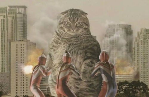 网友把猫P成 小山 ,几万人撸一只猫,这么大的猫还有人爱吗