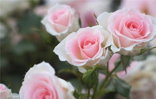 粉玫瑰花语是什么意思,两朵粉玫瑰花代表什么意思？