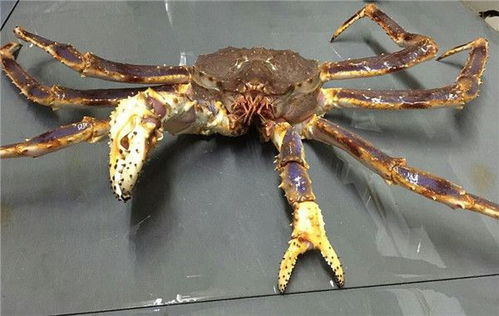 帝王蟹是螃蟹吗,只吃蟹腿不吃蟹身不嫌浪费 我也是刚知道