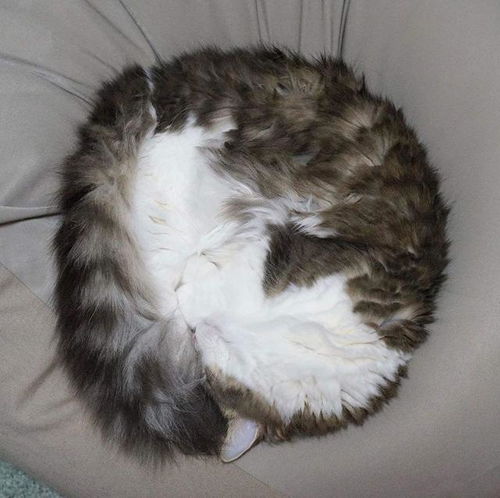 猫咪不同的睡姿背后,藏着哪些 小秘密