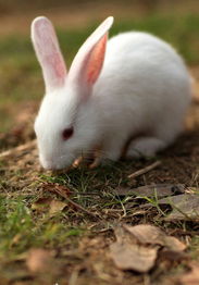 如何训练兔兔使用滚珠饮水