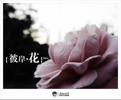 荼靡花开,我该怎么办 