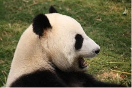 野生大熊猫的战斗力如何 