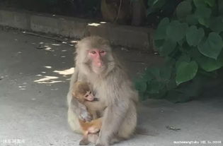 属猴人的招财物件(属猴人的招财物件是什么)