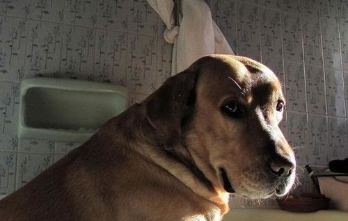 狗狗为什么不爱洗澡 看完这篇文章你可能就知道了