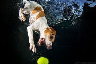 摄影师拍小狗入水追球萌照 呲牙咧嘴表情搞笑 