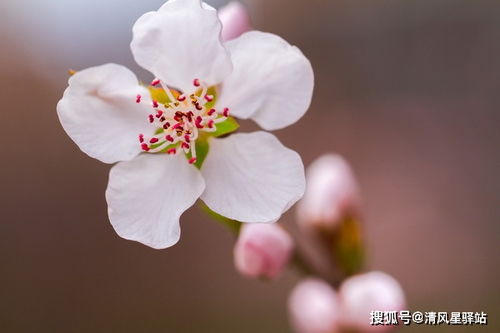 敢拼敢闯,从不甘于平凡的星座,容易成为人生赢家