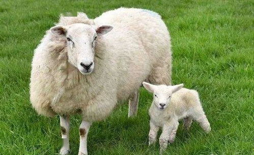 十羊九不顺 属羊人, 5月 ,必有让你吃惊的 糟心事 发生,是什么不好说,你自己看着点 生肖 