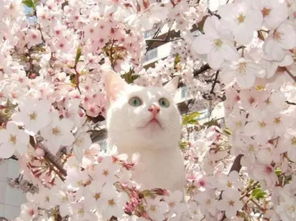 带猫赏樱花,结果主子一伸爪挡住镜头 感觉朕的肉垫比不上这花 