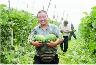 露天西瓜种植详细方法 露天西瓜如何种植