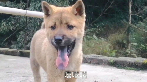 中华田园犬,舌头长花斑的狗狗是耐力好,很多网友都误认为是中毒