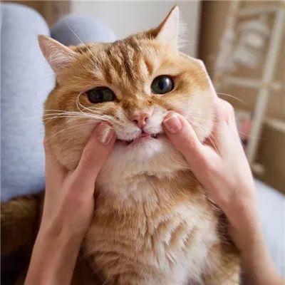 猫咪流鼻涕 打喷嚏 除了感冒,还有可能是慢性鼻窦炎
