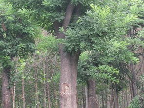 大规格国槐基地 