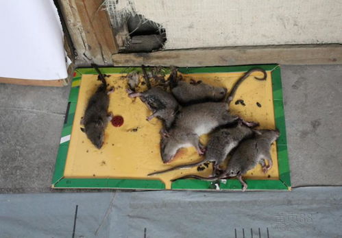 如何灭老鼠 灭老鼠的方法