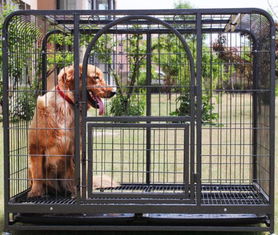 刚带回家的小狗关进笼子就叫,如何让它们习惯在笼子里生活