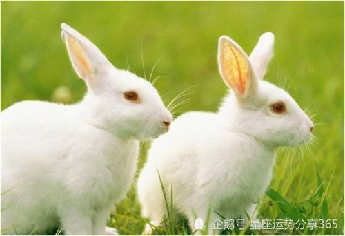 兔和龙生肖能否配对，兔和龙生肖配吗(兔和龙相配吗?)