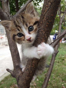网友晒橘猫爬树照片 请勿爬树 标语亮了 