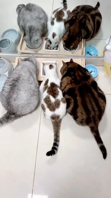 中间的小猫咪有点营养不良 