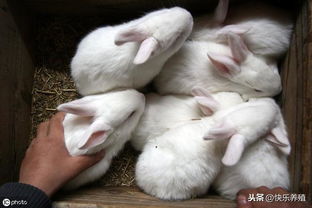 夏季养兔应防止中暑,兔子中暑的救治方法