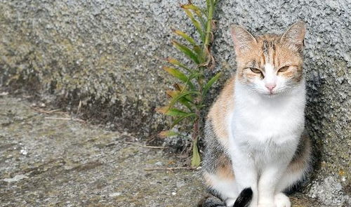 关于老人家说的流浪猫会带来不好运气,猫带穷狗带富的疑问解答