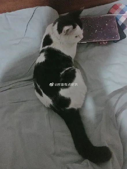 我骂了猫两句,结果 它尿我头上了