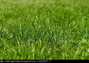 草坪绿植养护