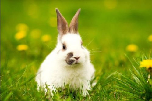 生肖兔2021年运势,12月有3大喜来临,属兔人速度看看是什么喜