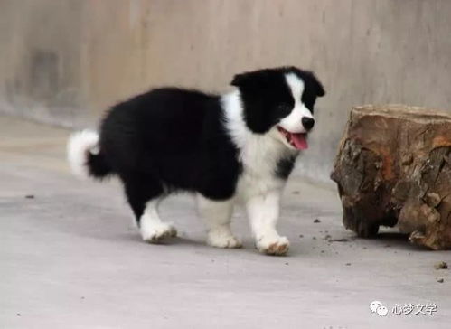 一只游历了大半个中国的边牧犬